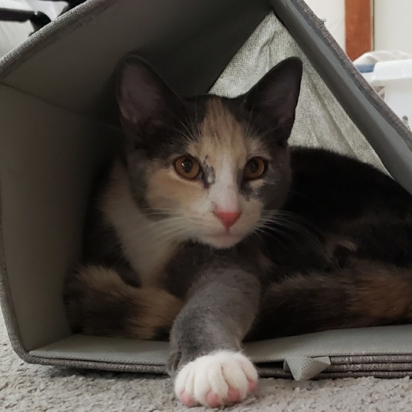 Meet your Posher, Michelle - Picture 1 of 1